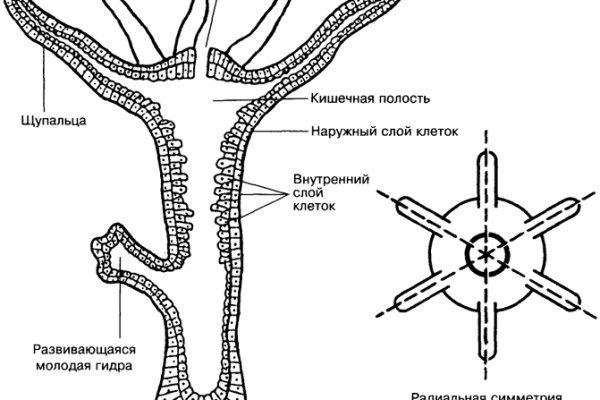 Как вернуть аккаунт на кракене